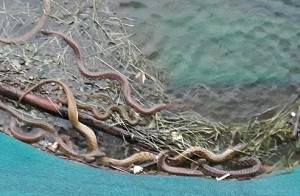 Heavy rain lashed across Bengaluru