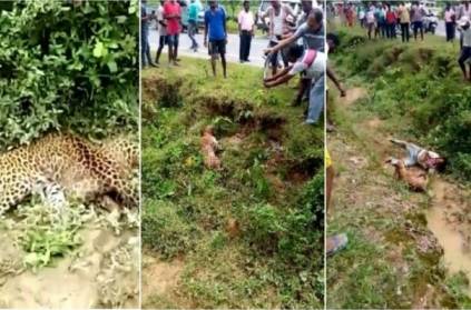 Injured leopard attacks man while clicking its pics: Watch Video