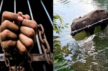 Kerala Makes 1st Arrest In Pregnant Elephant\'s Death Case
