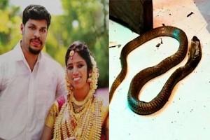 Kerala 'Snake bite' Murder Case: Police to Extract DNA from Snake to help Investigation