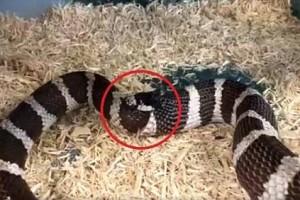 Watch Video: Hungry Snake Eats Its Tail, Swallows Half Of Its Body