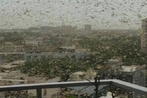 Video: Delhi Under Big Threat - Huge Swarm of Locusts Reach Parts Of The City!