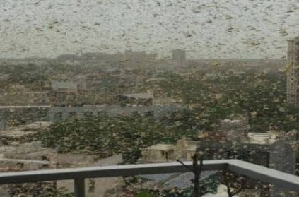large swarms of locust reaches gurugram Delhi on high alert video