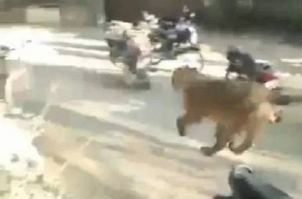 Lion charges towards group of people in Gujarat video goes viral