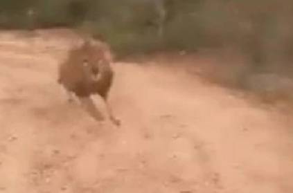 Lion chases tourists during safari ride in Karnataka. Video