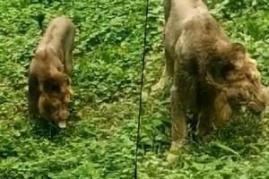 Video Goes Viral: Lion Caught Eating Grass In Gir Forest