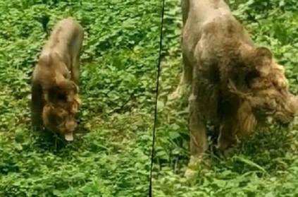 Lion eats grass in Gujarat’s Gir forest; Video Goes Viral