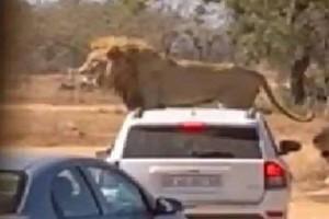 Lion Sits On Safari Car, 'Ties' To Open Car Door; Nail-Biting Video Goes Viral