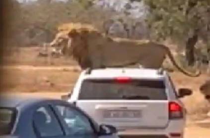 Lion Sits On Roof Of Safari Car Nail-biting Video Goes Viral 
