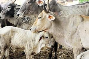 Shocking! Man arrested for raping cows at cattle shelter
