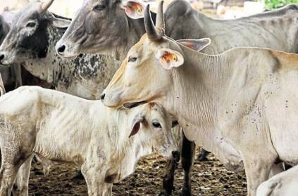 Man arrested for raping several cows in a shelter