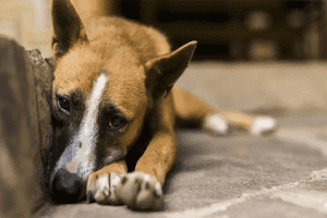 Man Poisons 40 Dogs - Police reveal Shocking details!
