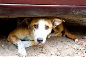 Man rapes dog, forces it to perform oral sex!