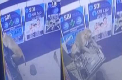 monkey tried money heist in atm escaped without getting caught