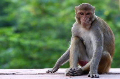 Monkey’s tik tok video goes viral and educates people