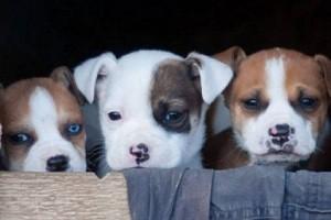 Shocking - Man throws three puppies over 12-feet wall