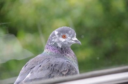 Mumbai - Woman punishes pigeon by tying it after it enters house