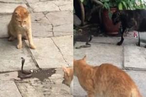 WATCH : ‘Kaththi’ Villian Posts Video of a ‘Snake’ Fighting with 4 ‘PussyCats’, Goes Viral!
