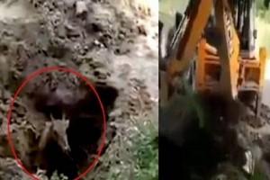 VIRAL VIDEO: Nilgai Buried Alive in Village Using JCB!
