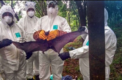 Nipah update: Fruit bats didn't carry the virus