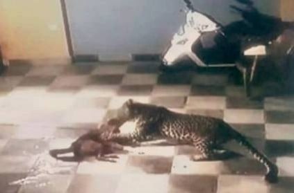 pet dog fights leopard in Gujarat after big cat climbs over wall 