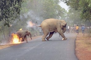 Photo of baby elephant on fire wins international award