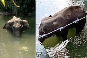 Shocking Incident: Pregnant Elephant dies after People feed Fire Crackers – Heart breaking!