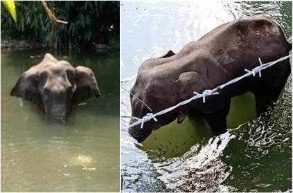 Pregnant Elephant dies after People feed Fire Crackers