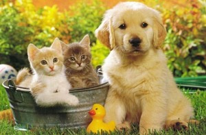 Punjab Governmemt imposes tax on keeping pets