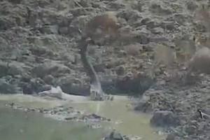 Watch: Huge Python Jumps Out Of Water At Lightning Speed To Attack Deer 