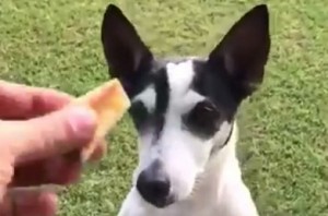 Rahul Gandhi's dog 'tweets' for him