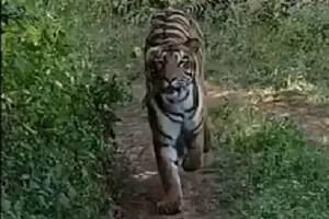 Dramatic Video: Wild Tigress Chases Safari Vehicle; Tourist Terrified!  