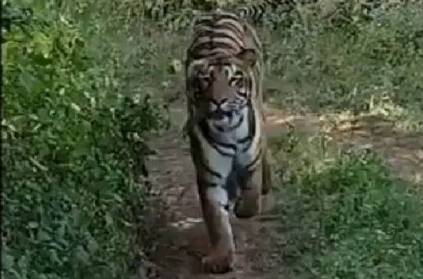 Ranthambore tigress chases safari vehicle, clip goes viral