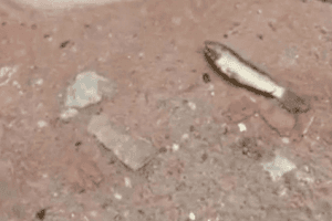 WATCH | Rare 'Fish Rain' Witnessed In Andhra Pradesh As Cyclone Phethai Hits State