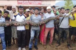WATCH! 6 Large Pythons Found Inside Pipe; Longest Snake Is 18 Feet Long!    