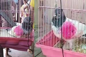 'SPY' Pigeon from Pakistan 'Arrested' along International Borders in Kashmir!