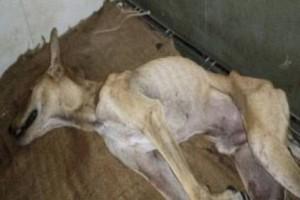 Stray Dog Mercilessly Beaten: Disturbing Video Goes Viral