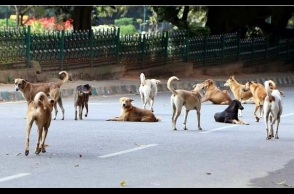 Stray dog menace continues in Kerala, toddler attacked