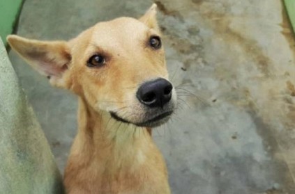 Stray Dog Tied to Vehicle and Dragged to death in Mumbai