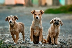 Stray dogs caught near hotel where Ivanka Trump will stay