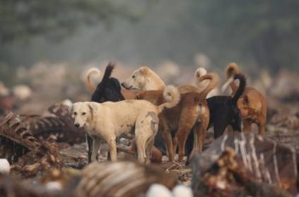Stray dogs feast on abandoned newborn in Odisha, warded off by passers