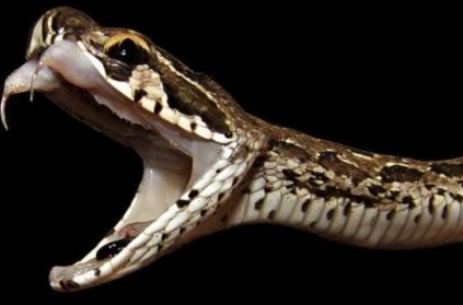 Talking On Phone, Woman Sits On Snakes, Gets Bitten, Dies