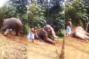 Shocking Video: Temple elephant being beaten in Kerala