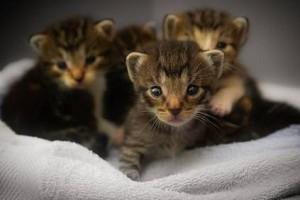 Man arrested for throwing Kittens Into Fire: Reason Shocking!