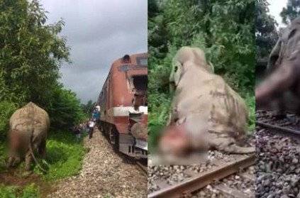 The injured elephant in west Bengal passed away. Video