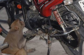 This monkey steals petrol from motorcycles, here's why