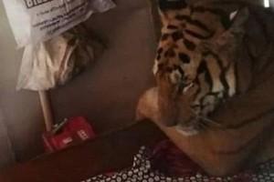 Viral Photo!!! See What This Tiger That Entered A House Doing?