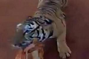 Video: Tiger Chases Tourist Bus During Safari Ride, 2 Workers Fired