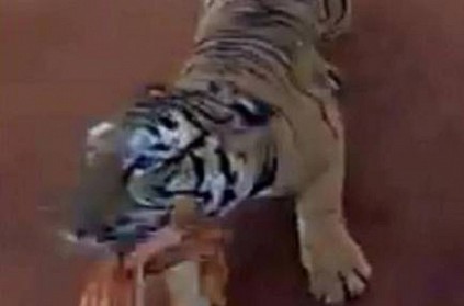 Tiger Chases Bus On Jungle Safari In Chhattisgarh. Watch Video 