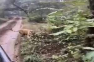 New Video Viral! Tiger Ferociously Chases Open-Roof Safari At National Park  